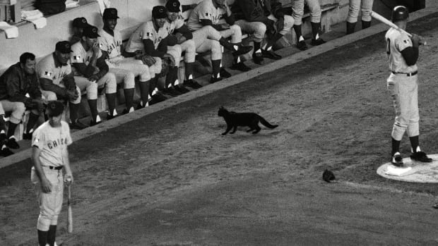 cubs-black-cat-lead.jpg